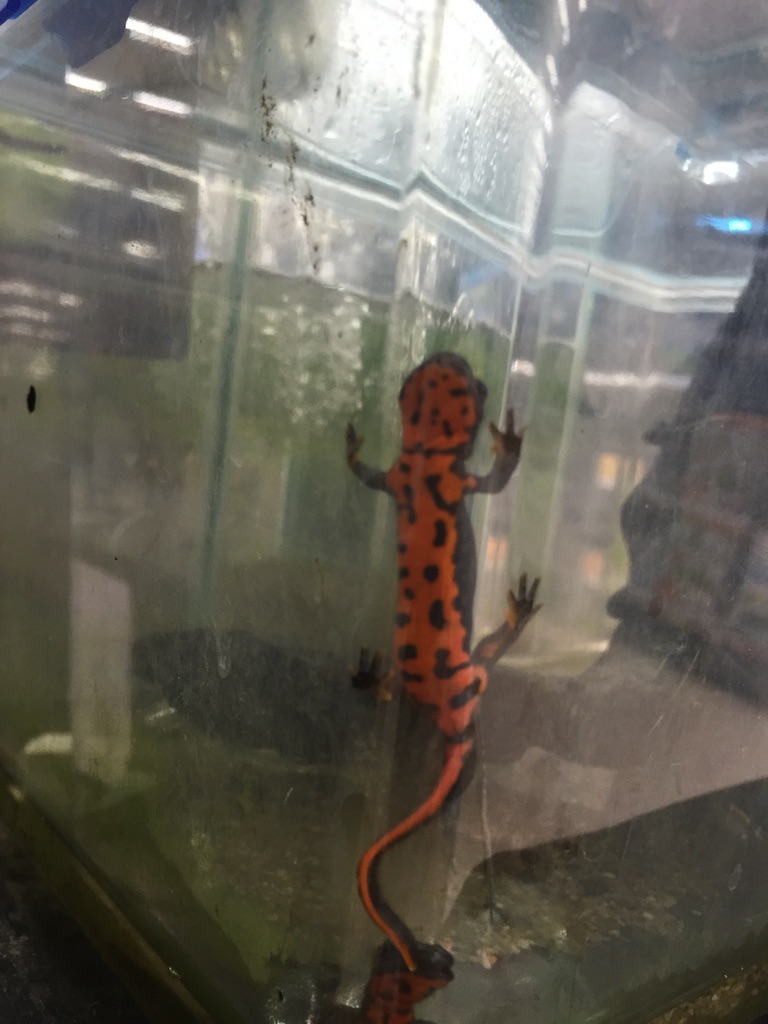 f:id:unitten:20150912205128j:image f:id:unitten:20150912205128j:image