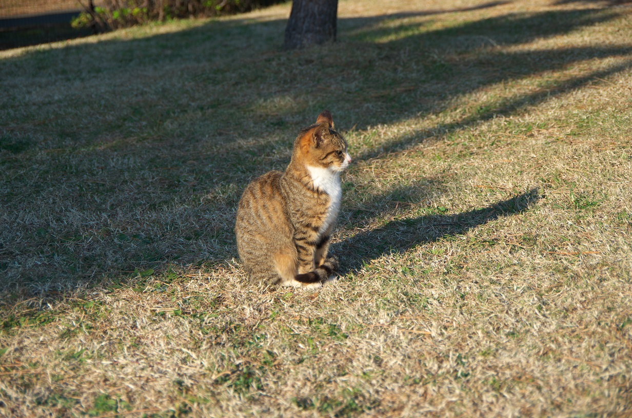 f:id:unpoquito:20120101000013j:plain f:id:unpoquito:20120101000013j:plain
