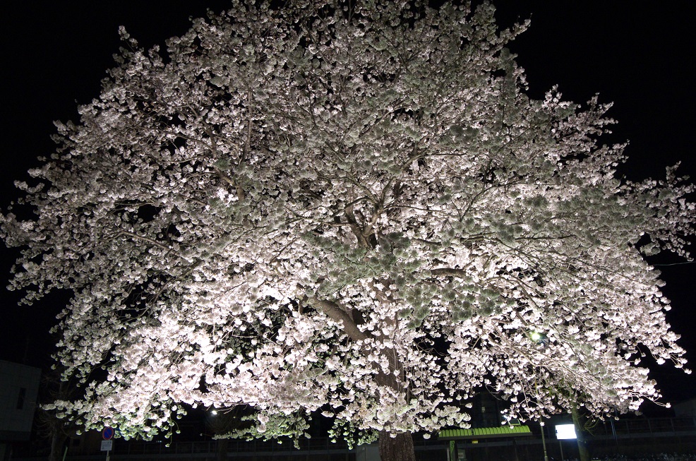 f:id:unpoquito:20120101000145j:plain f:id:unpoquito:20120101000145j:plain