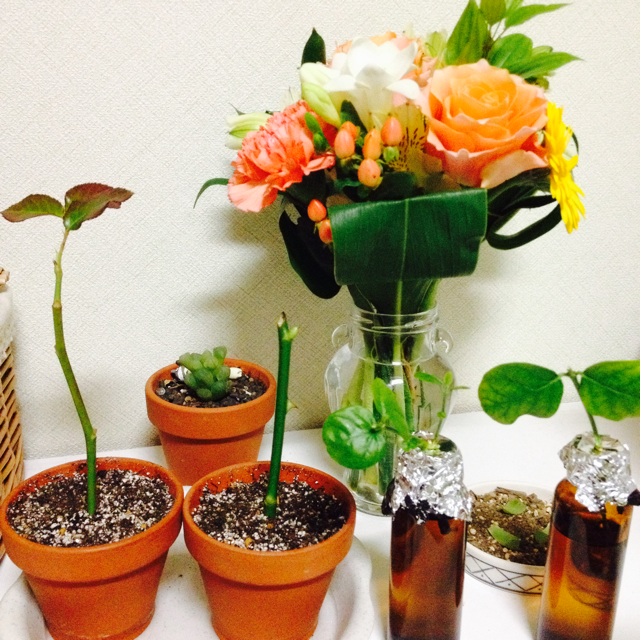 f:id:upaupaupako:20131125223220j:plain f:id:upaupaupako:20131125223220j:plain