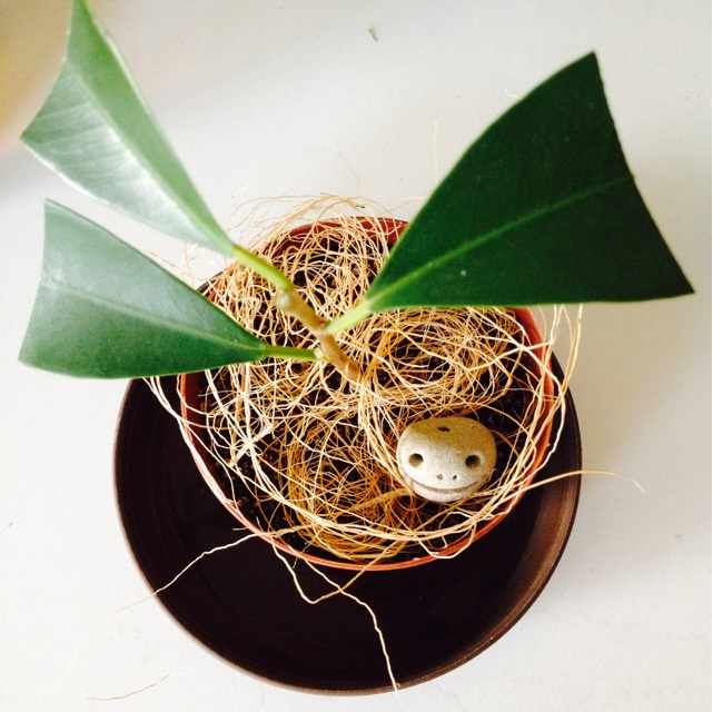 f:id:upaupaupako:20131129120048j:plain f:id:upaupaupako:20131129120048j:plain