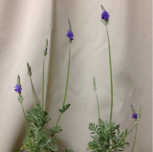 f:id:upaupaupako:20131204131113j:plain f:id:upaupaupako:20131204131113j:plain