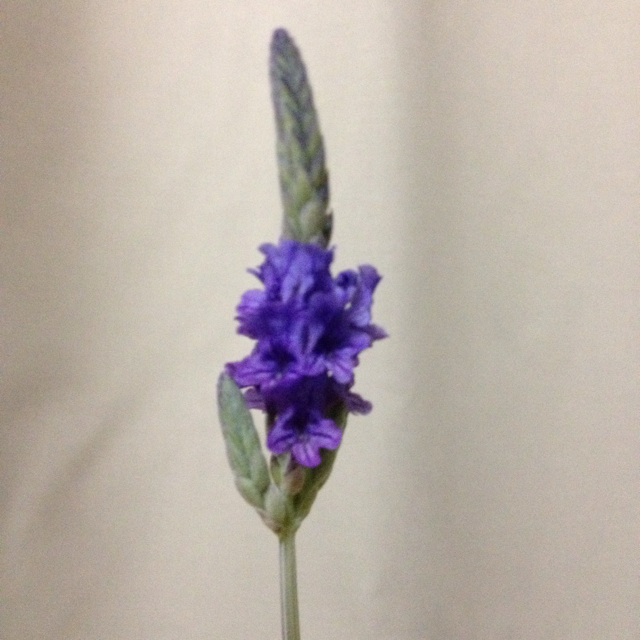 f:id:upaupaupako:20131204131132j:plain f:id:upaupaupako:20131204131132j:plain