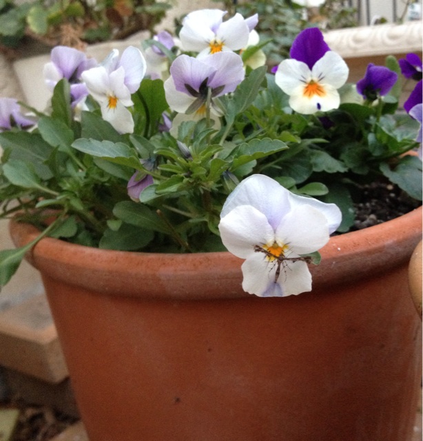 f:id:upaupaupako:20131206005041j:plain f:id:upaupaupako:20131206005041j:plain