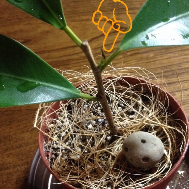 f:id:upaupaupako:20140130211119j:plain f:id:upaupaupako:20140130211119j:plain