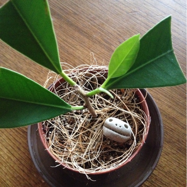 f:id:upaupaupako:20140214185359j:plain f:id:upaupaupako:20140214185359j:plain