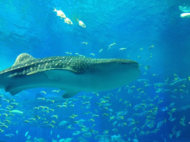 f:id:upaupaupako:20140317101827j:plain f:id:upaupaupako:20140317101827j:plain