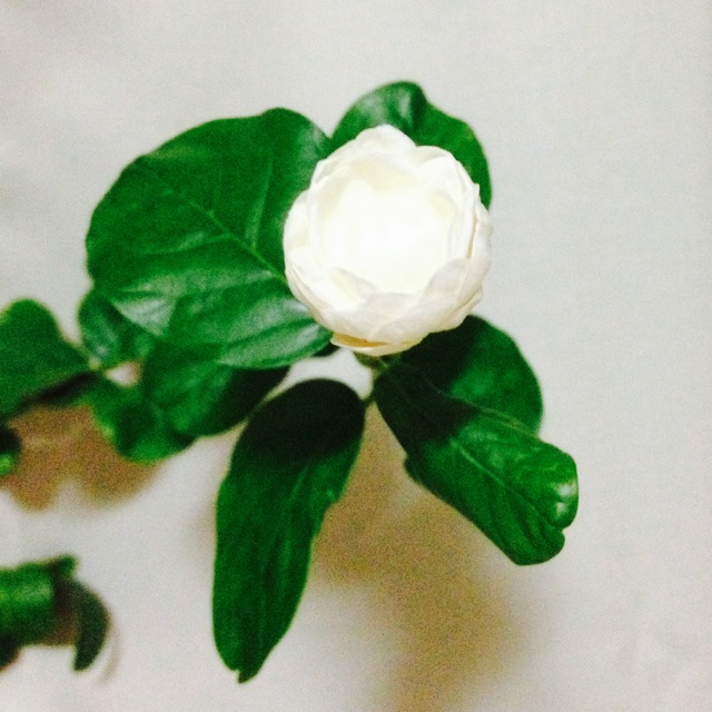 f:id:upaupaupako:20140615105115j:plain f:id:upaupaupako:20140615105115j:plain