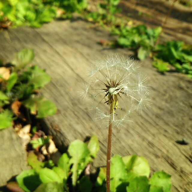 f:id:urimajiro_o:20151015103253j:plain f:id:urimajiro_o:20151015103253j:plain