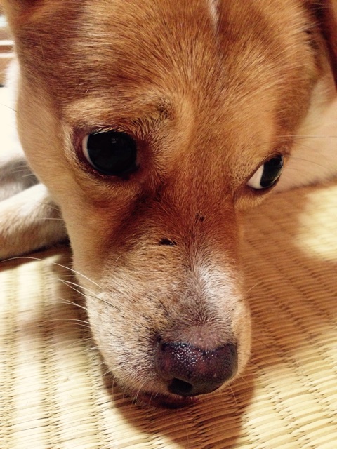 f:id:uripiyorock:20150621181302j:plain f:id:uripiyorock:20150621181302j:plain