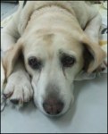 f:id:usahana:20110928200313j:image:w200 f:id:usahana:20110928200313j:image:w200