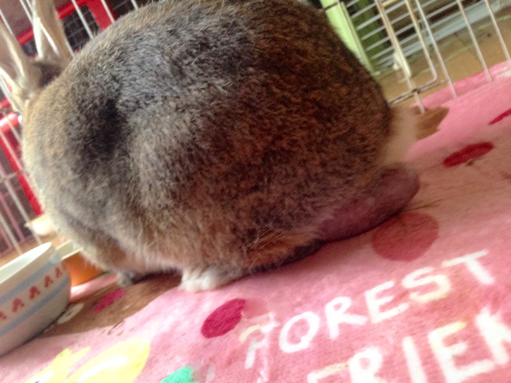 f:id:usako-haha:20160510085932j:image f:id:usako-haha:20160510085932j:image