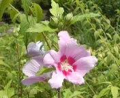 f:id:usakobutyo:20080711132552j:image f:id:usakobutyo:20080711132552j:image