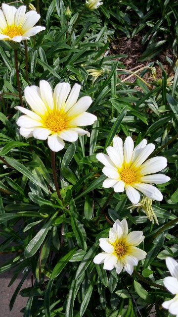 f:id:uta78wallflower:20150922220258j:image f:id:uta78wallflower:20150922220258j:image