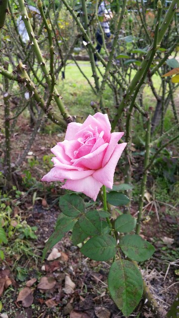 f:id:uta78wallflower:20150922220350j:image f:id:uta78wallflower:20150922220350j:image