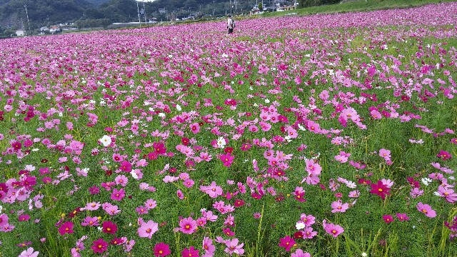 f:id:uta78wallflower:20151025093238j:image f:id:uta78wallflower:20151025093238j:image