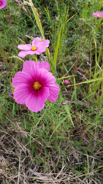 f:id:uta78wallflower:20151025093256j:image f:id:uta78wallflower:20151025093256j:image