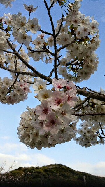 f:id:uta78wallflower:20160406144112j:image f:id:uta78wallflower:20160406144112j:image
