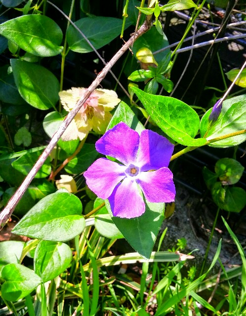 f:id:uta78wallflower:20160412123940j:image f:id:uta78wallflower:20160412123940j:image