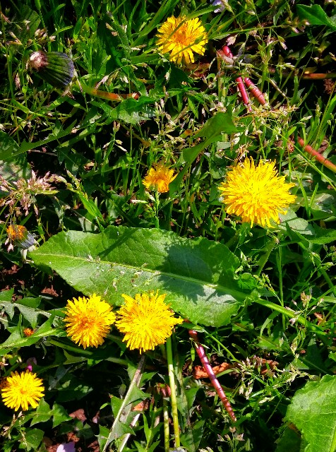f:id:uta78wallflower:20160412123951j:image f:id:uta78wallflower:20160412123951j:image
