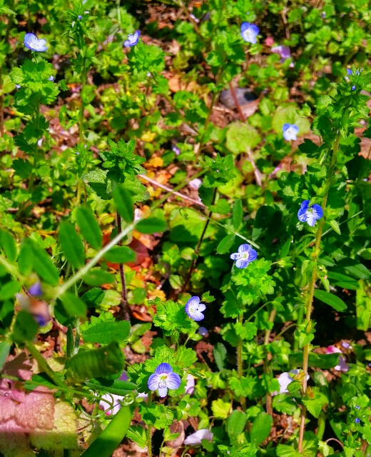 f:id:uta78wallflower:20160412124035j:image f:id:uta78wallflower:20160412124035j:image