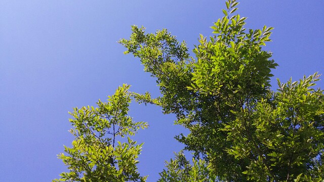 f:id:uta78wallflower:20160606173910j:image f:id:uta78wallflower:20160606173910j:image