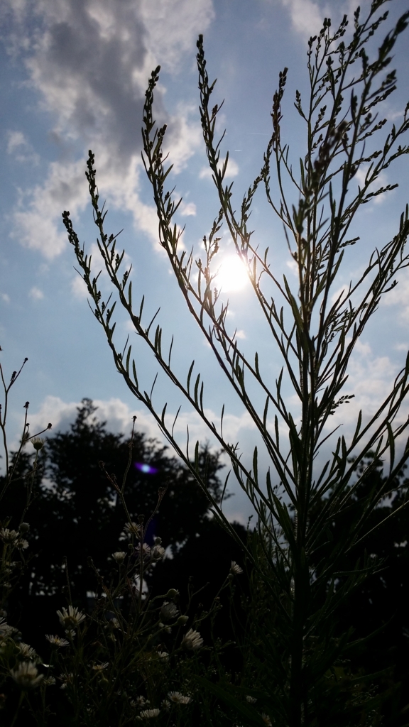 f:id:utaesakana:20150820023027j:plain f:id:utaesakana:20150820023027j:plain