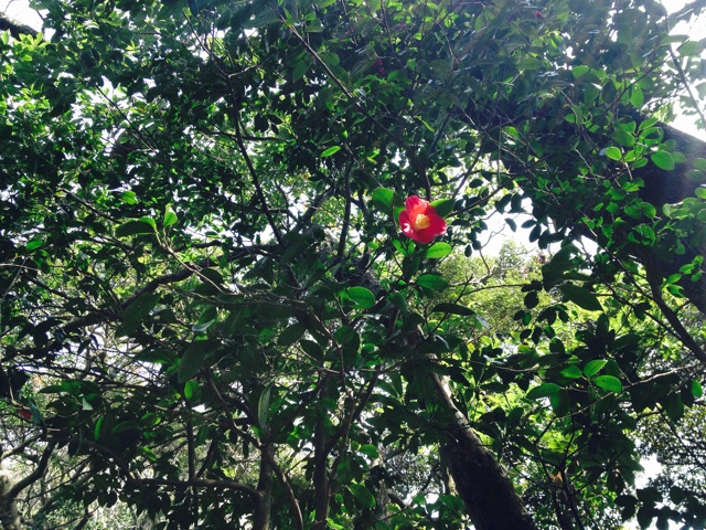 f:id:utakatax:20150328103329j:plain f:id:utakatax:20150328103329j:plain