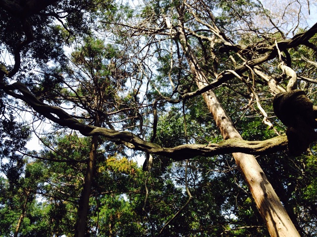 f:id:utakatax:20150328103622j:plain f:id:utakatax:20150328103622j:plain