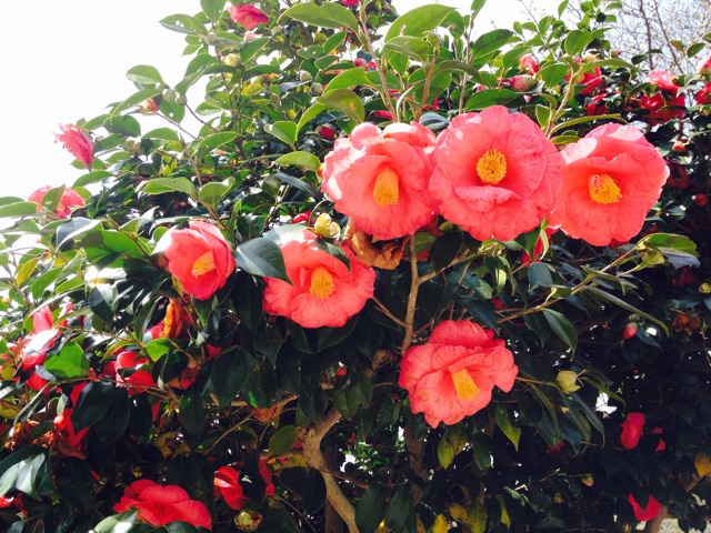 f:id:utakatax:20150329140513j:plain f:id:utakatax:20150329140513j:plain