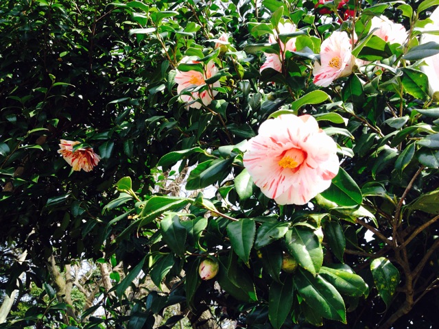 f:id:utakatax:20150329140546j:plain f:id:utakatax:20150329140546j:plain