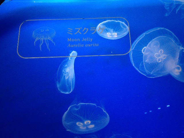 f:id:utakatax:20150527230127j:image f:id:utakatax:20150527230127j:image