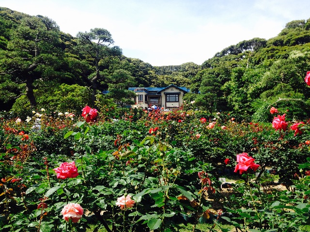 f:id:utakatax:20150619201323j:image f:id:utakatax:20150619201323j:image