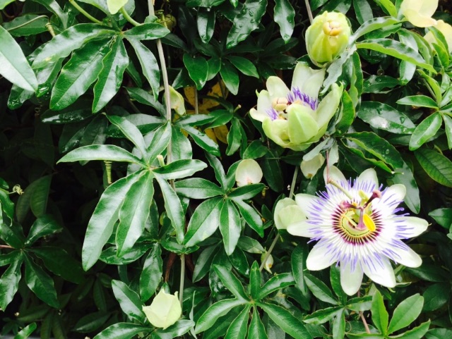 f:id:utakatax:20150704233238j:image f:id:utakatax:20150704233238j:image