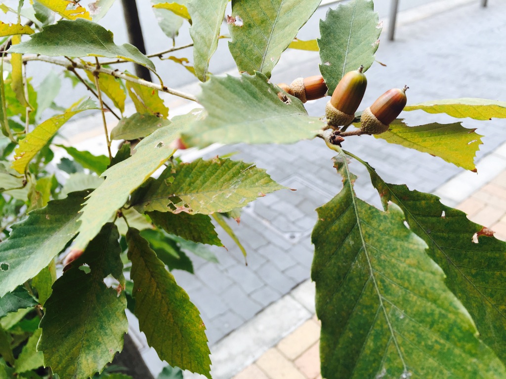 f:id:utakatax:20151023200451j:image f:id:utakatax:20151023200451j:image