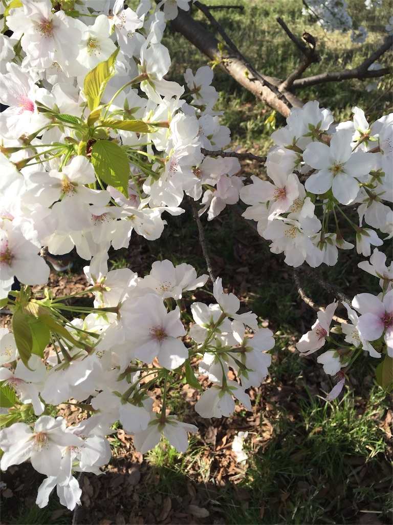 f:id:utakatax:20160326235301j:image f:id:utakatax:20160326235301j:image