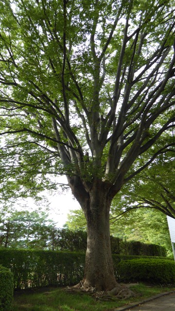 f:id:utashya:20150917142149j:plain f:id:utashya:20150917142149j:plain