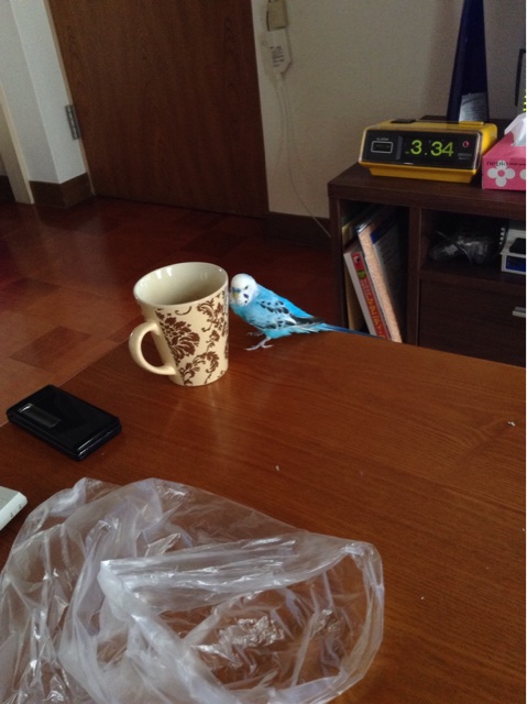 f:id:vannie:20140312134900j:plain f:id:vannie:20140312134900j:plain