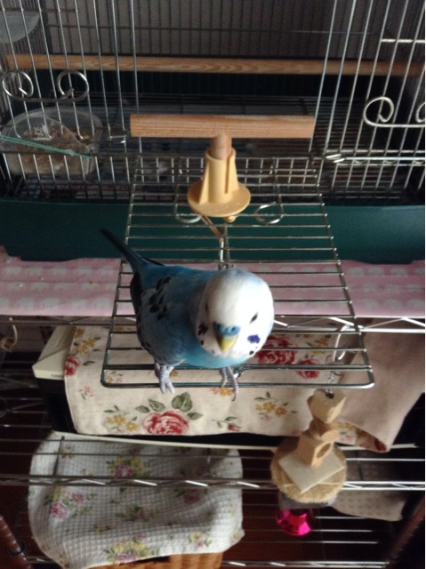f:id:vannie:20140601103642j:plain f:id:vannie:20140601103642j:plain