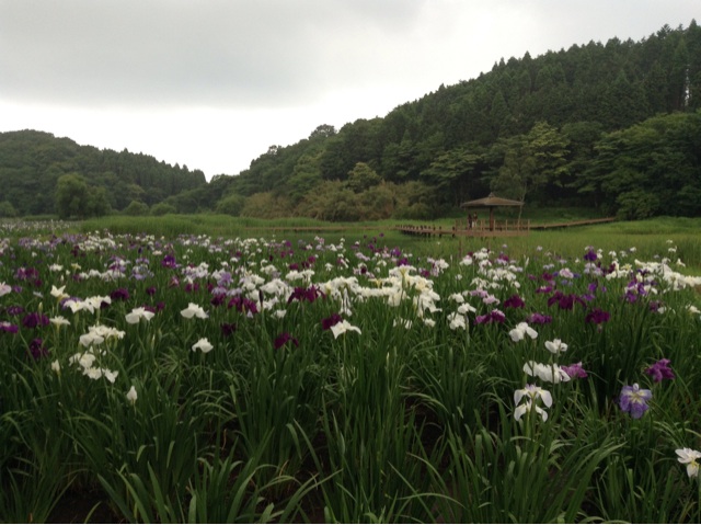 f:id:vannie:20140624213625j:plain f:id:vannie:20140624213625j:plain