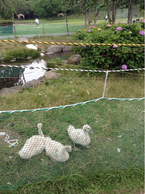 f:id:vannie:20140705225001j:plain f:id:vannie:20140705225001j:plain