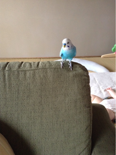 f:id:vannie:20140904094657j:plain f:id:vannie:20140904094657j:plain