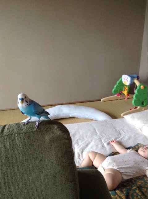 f:id:vannie:20140904094832j:plain f:id:vannie:20140904094832j:plain