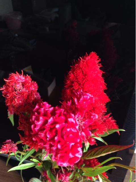 f:id:vannie:20140912165956j:plain f:id:vannie:20140912165956j:plain