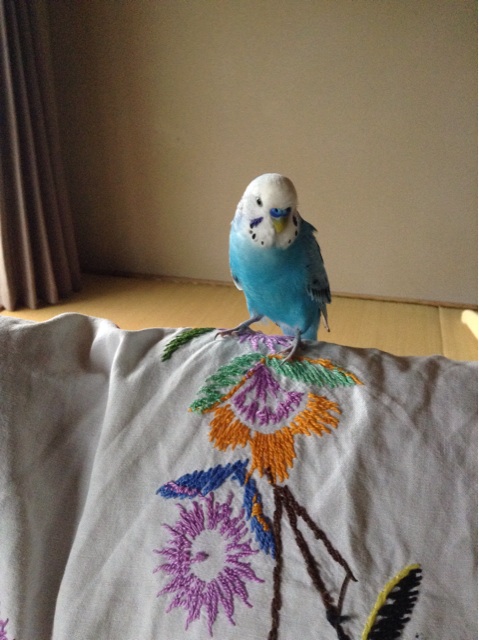 f:id:vannie:20140919175540j:plain f:id:vannie:20140919175540j:plain