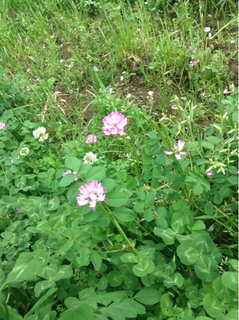 f:id:vannie:20150405201939j:plain f:id:vannie:20150405201939j:plain
