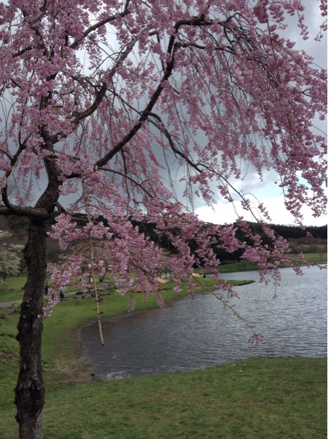 f:id:vannie:20150412211036j:plain f:id:vannie:20150412211036j:plain