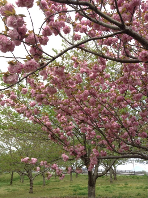 f:id:vannie:20150420203221j:plain f:id:vannie:20150420203221j:plain