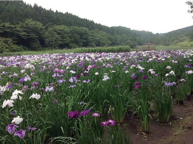 f:id:vannie:20150622210748j:image f:id:vannie:20150622210748j:image