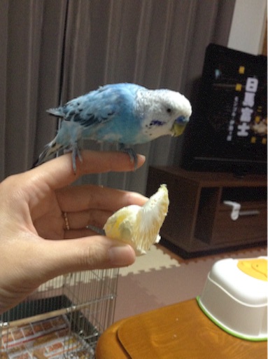 f:id:vannie:20160114215357j:image f:id:vannie:20160114215357j:image